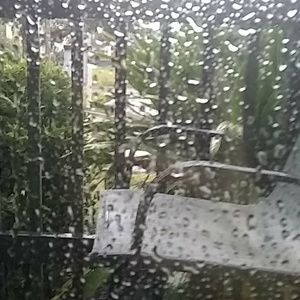 Meet your Posher, Joey